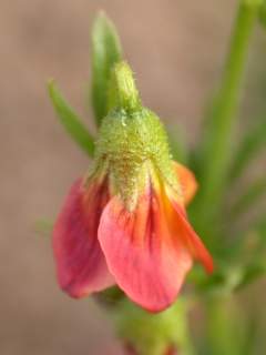 Hermannia pinnata, flower
