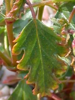 Hermannia stricta, leaf