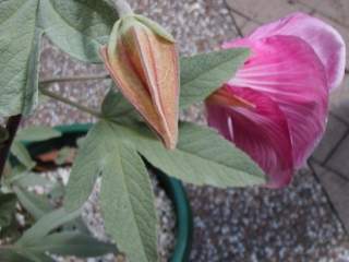 Hibiscus sp. Barambah Creek, bud and flower