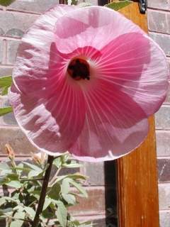 Hibiscus sp. Barambah Creek, flower