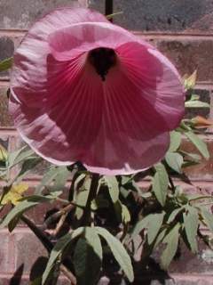 Hibiscus sp. Barambah Creek, flower