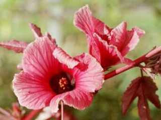 Hibiscus acetosella, flowers