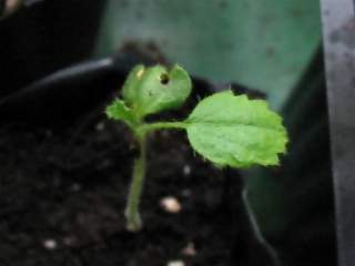 Hibiscus biseptus, seedling