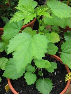 Hibiscus biseptus, seedling