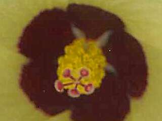 Hibiscus calyphyllus, eye of flower