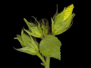 Hibiscus calyphyllus, shoot with flower bud