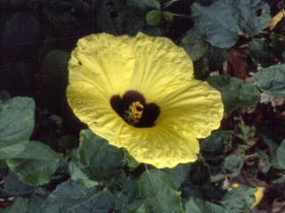 Hibiscus calyphyllus, flower