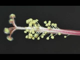 Hibiscus cameronii, stamens and styles