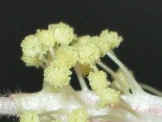 Hibiscus cameronii, anthers