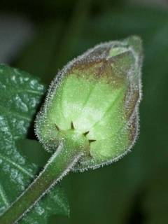 Hibiscus cameronii, bud