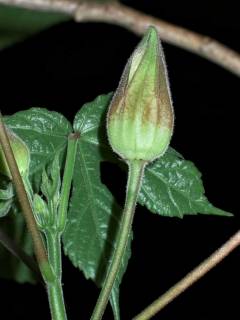 Hibiscus cameronii, buds and foliage