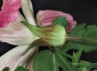 Hibiscus cameronii, calyx
