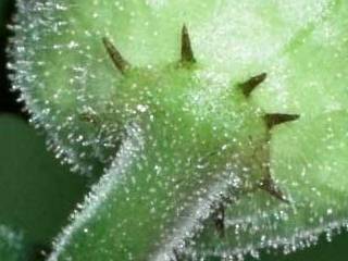 Hibiscus cameronii, epicalyx