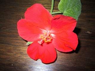Hibiscus cardiophyllus, flower