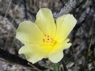 Hibiscus coulteri, flower