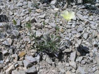 Hibiscus coulteri, in flower