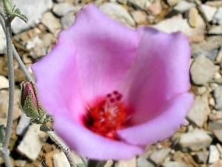 Hibiscus denudatus, flower