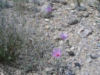 Hibiscus denudatus, in flower