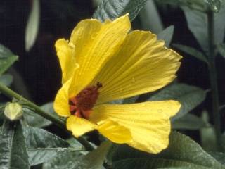 Hibiscus divaricatus, flower