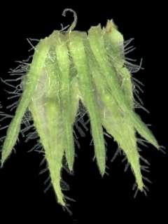 Hibiscus diversifolius,epicalyx and calyx showing nectaries