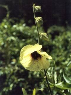 Hibiscus diversifolius, inflorescence