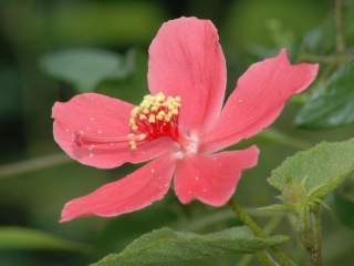 Hibiscus ferrugineus, flower