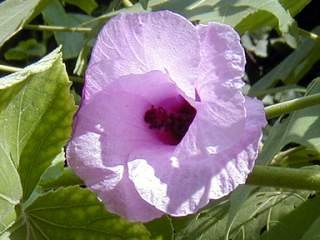 Hibiscus furcellatus, flower