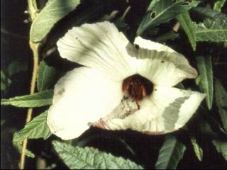 Hibiscus heterophyllus, flower