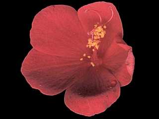 Hibiscus hirtus, flower