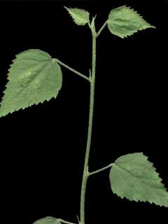 Hibiscus hirtus, shoot