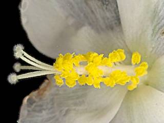 Hibiscus hirtus, style