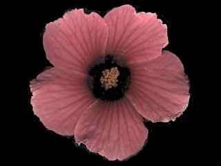 Hibiscus acetosella, flower