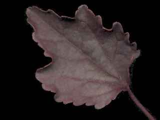 Hibiscus acetosella, leaf