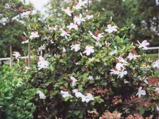 Hibiscus arnottianus, in flower
