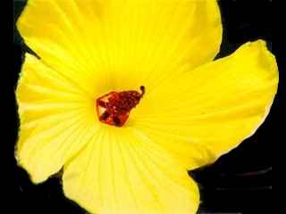 Hibiscus divaricatus, flower