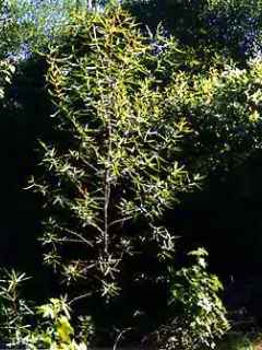 Hibiscus divaricatus, seedling