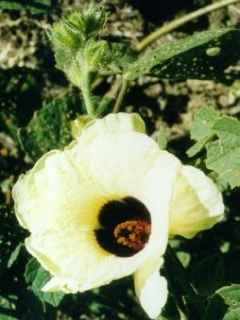 Hibiscus diversifolius, flower