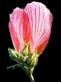 Hibiscus heterophyllus, flower