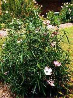 Hibiscus heterophyllus, bush