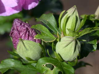 Hibiscus syriacus 'Lavender Chiffon', flower buds