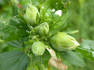 Hibiscus syriacus 'William R. Smith', flower buds