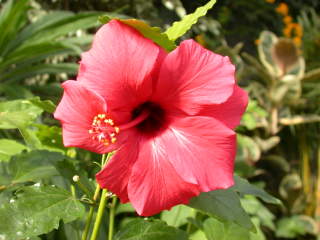 Hibiscus rosa-sinensis, flower (double with pistillodes)