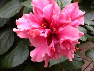 Hibiscus rosa-sinensis, flower (double with pistillodes)