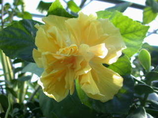 Hibiscus rosa-sinensis, flower (double with pistillodes)