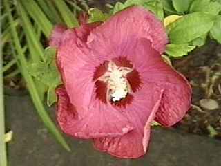 Hibiscus syriacus variety, flower