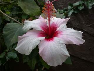 Hibiscus rosa-sinensis, flower