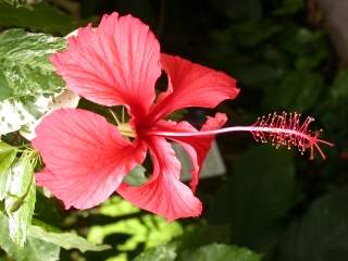 Hibiscus rosa-sinensis 'Variegata', flower