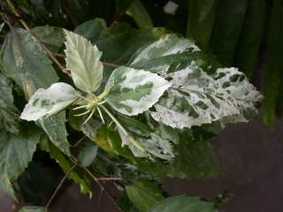 Hibiscus rosa-sinensis 'Variegata', foliage