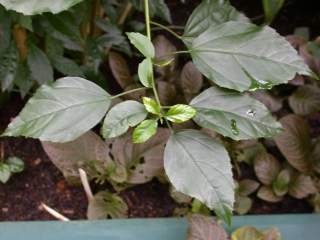 Hibiscus schizopetalus, foliage