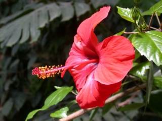 Hibiscus rosa-sinensis, flower